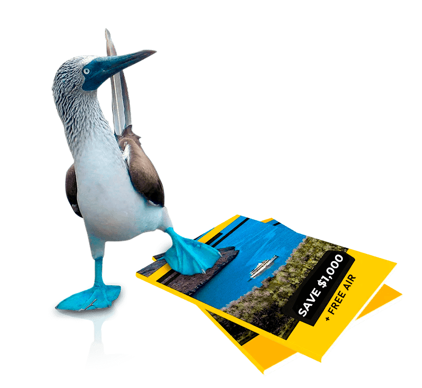Blue-footed Booby Promoting Galapagos Cruise Specials