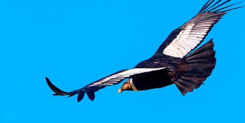 Quito & Antisana Ecological Reserve Tour Quito & Antisana Ecological Reserve Tour