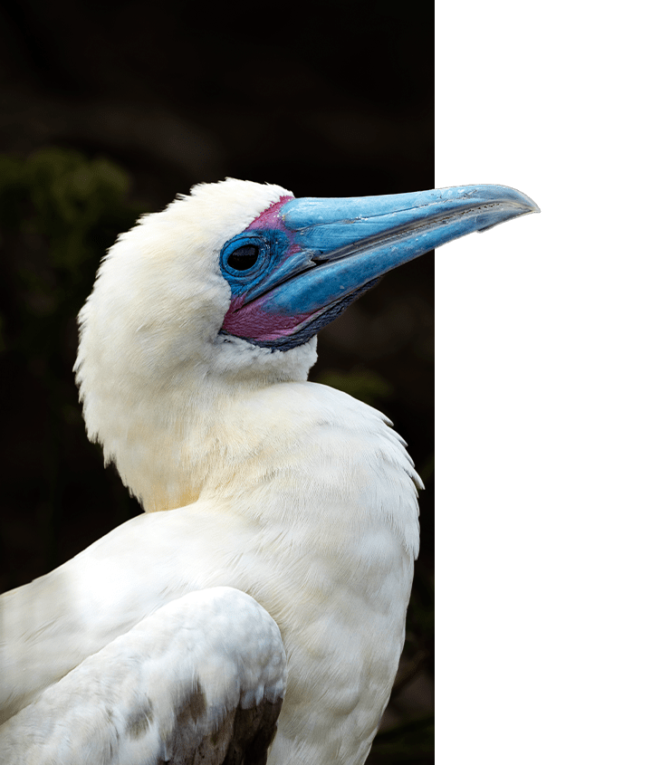 Red-footed Booby in the Galapagos Islands