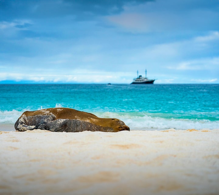 Galapagos Beach with Sea Lion
