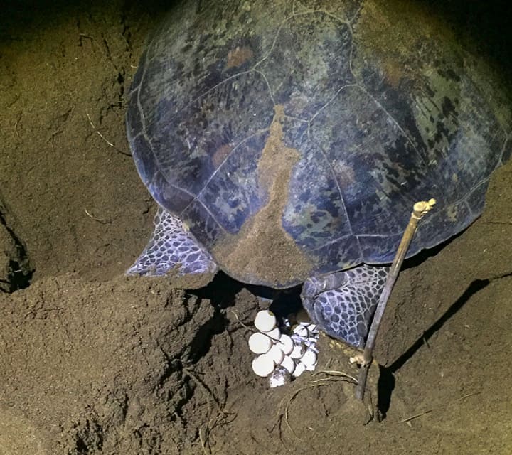 Galapagos Green Sea Turtle laying eggs