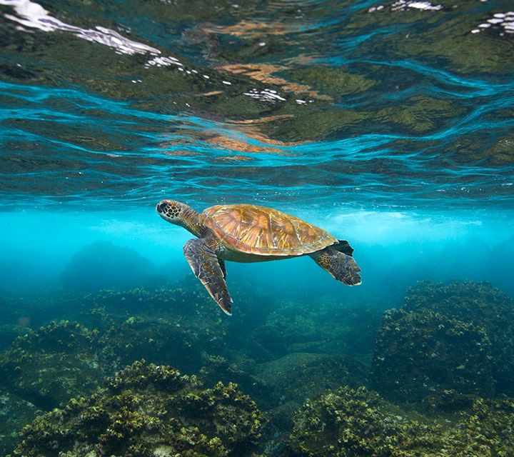 Safe Galapagos snorkeling with Green Sea Turtle