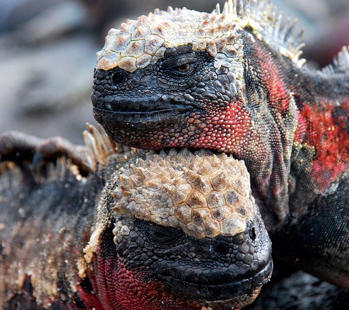 Male Marine Iguanas changing colors for Mating Season