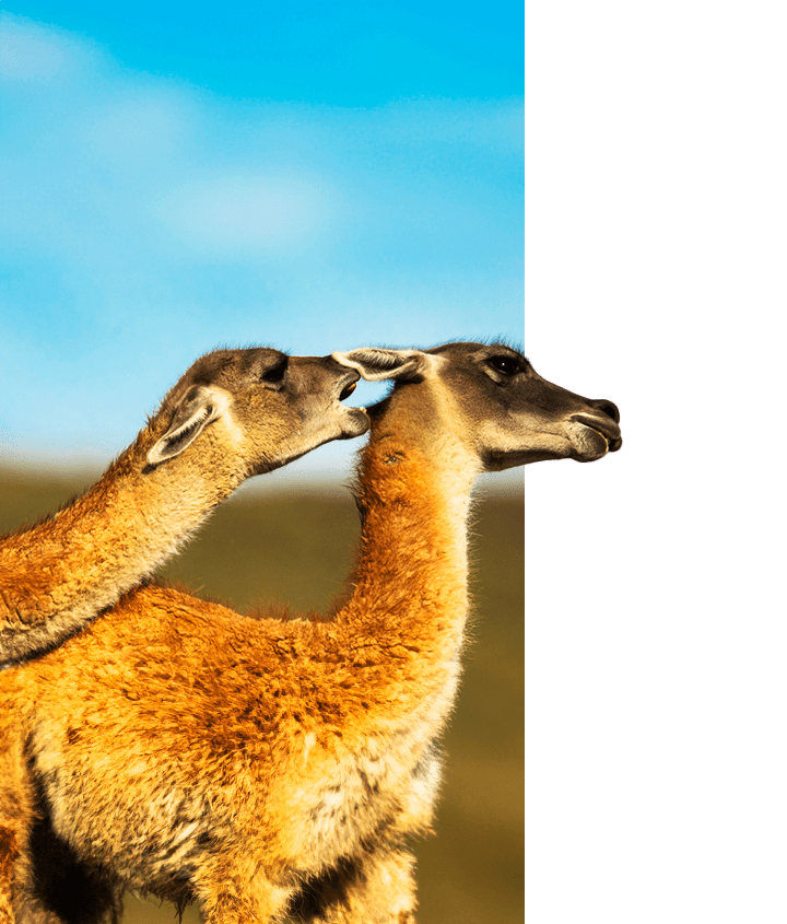January in Patagonia - Guanacos