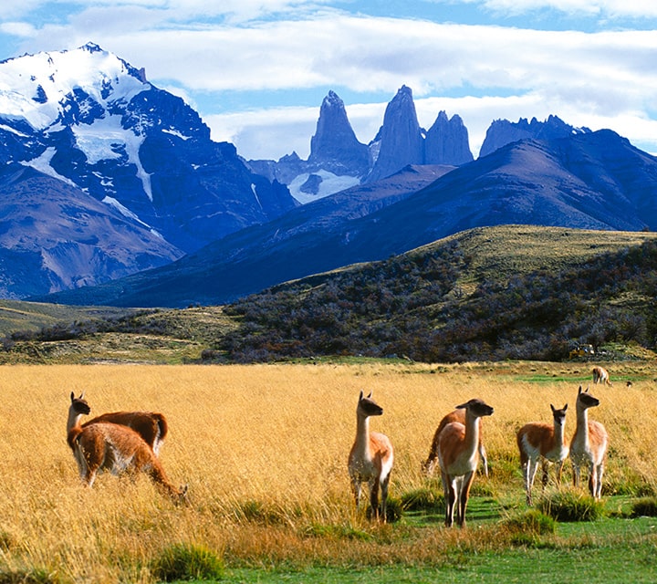 Guanacos in Patagonia in January