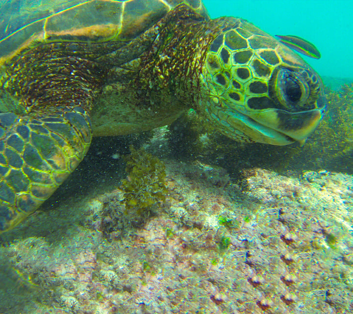Galapagos Green Sea Turtle up-close