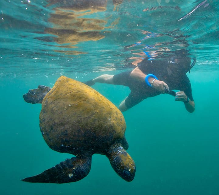 Snorkeling with Galapagos Green Sea Turtle