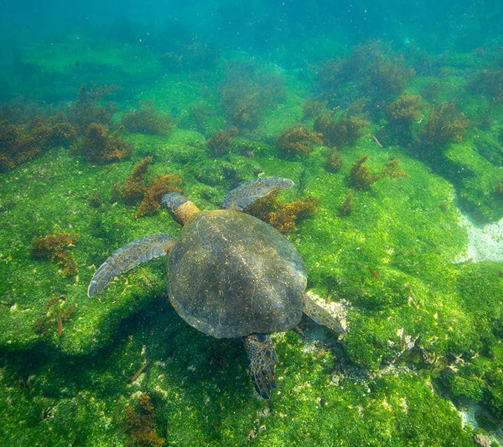 Galapagos Green Sea Turtle sunlit underwater