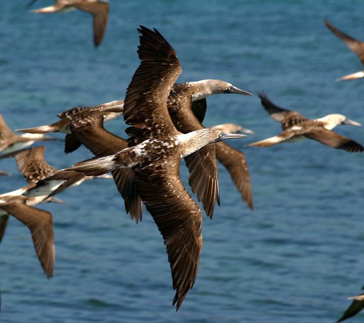 Blue-footed Boobies in flight