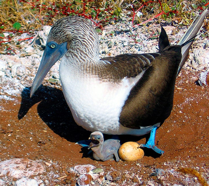 Blue-footed Booby with baby and egg