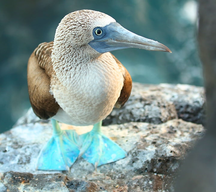 Galapagos Blue-footed Booby squatting