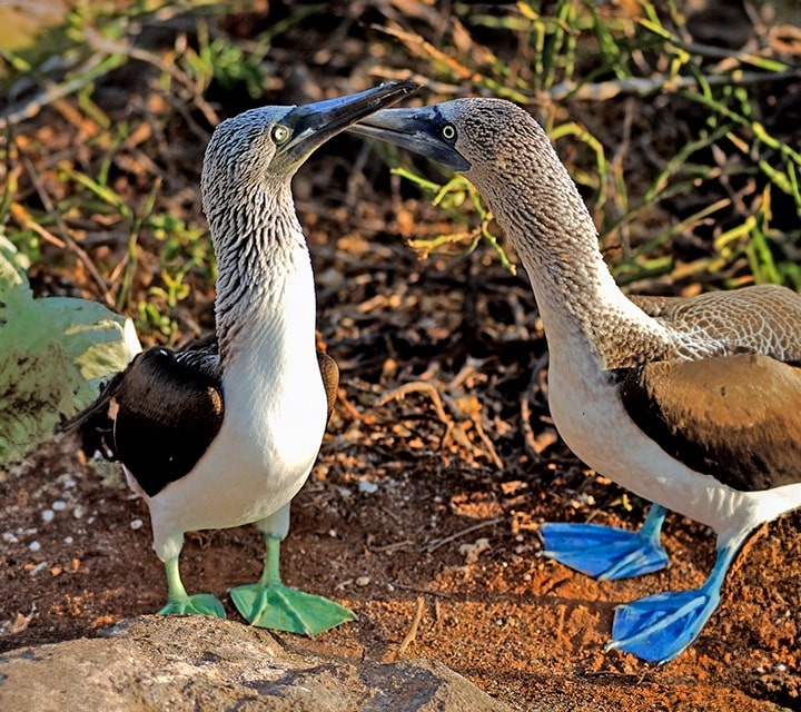 Blue-footed Boobies feet different colors