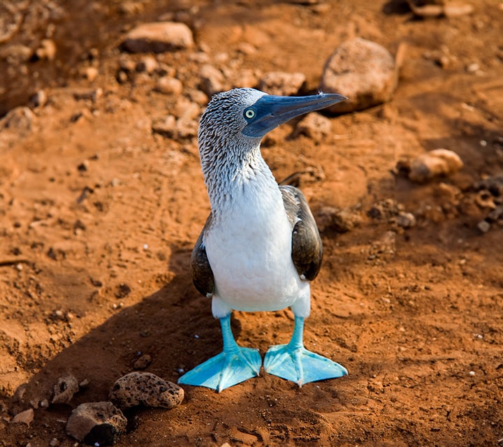Galapagos Blue-footed Booby standing