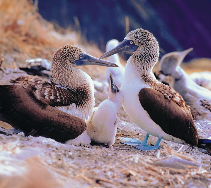 Blue-footed Booby family with baby