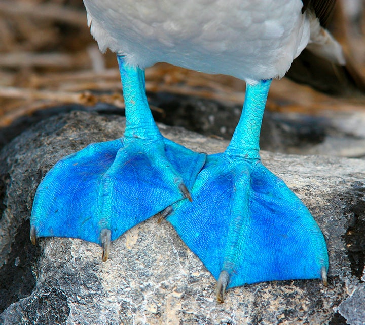 Blue-footed Booby feet
