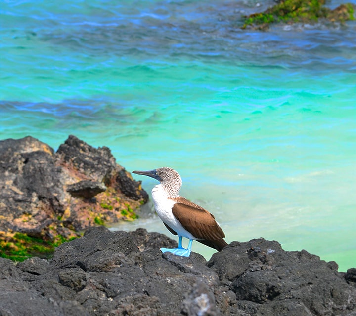Blue-footed Booby over Galapagos waters