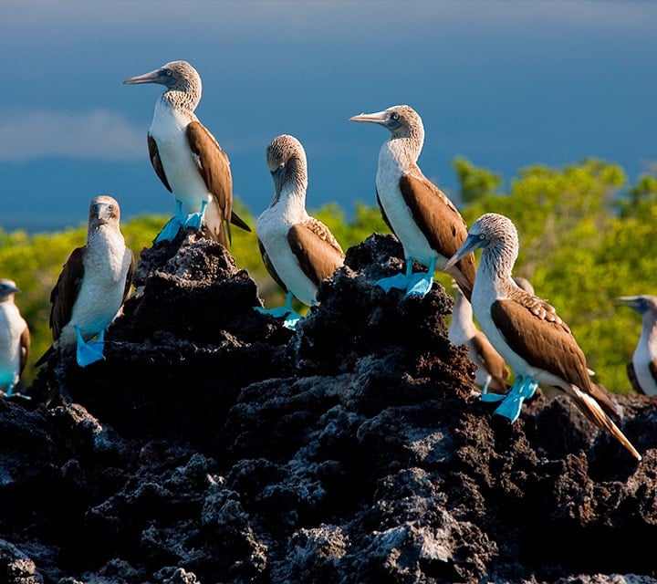 Blue-footed Booby group on rocks