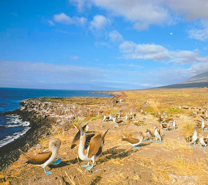 Blue-footed Boobies in remote habitats
