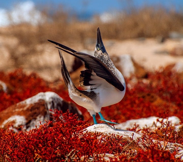 Blue-footed Booby mating dance