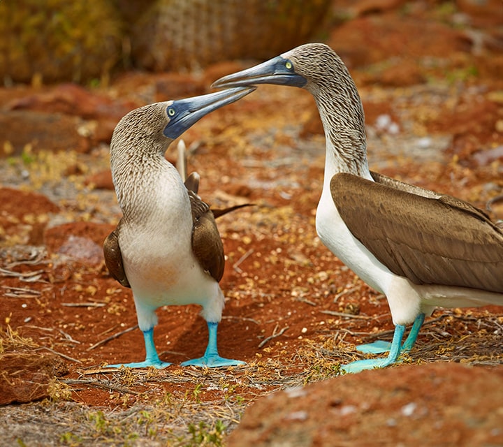 Blue-footed Booby Mating Rituals