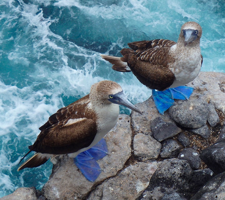 Pair of Blue-footed Boobies