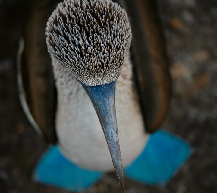Blue-footed Booby top of head
