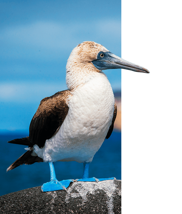 Galapagos blue-footed Booby Facts