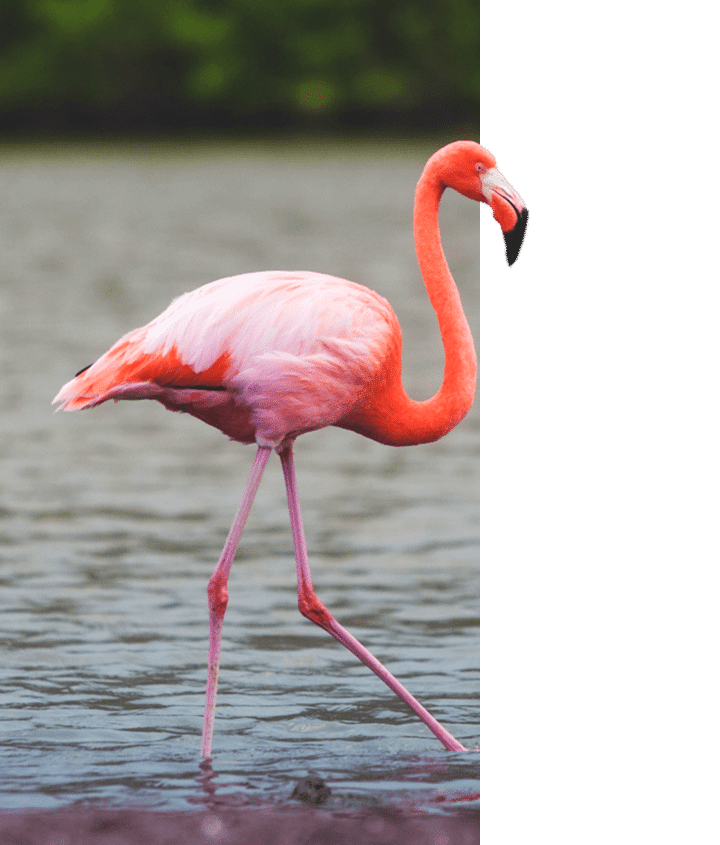 Galapagos Flamingo