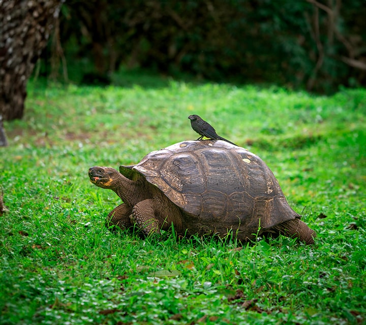 Galapagos Giant Tortoise with a bird on shell