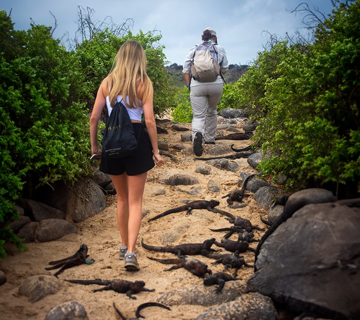 Galapagos Hiking with Marine Iguanas