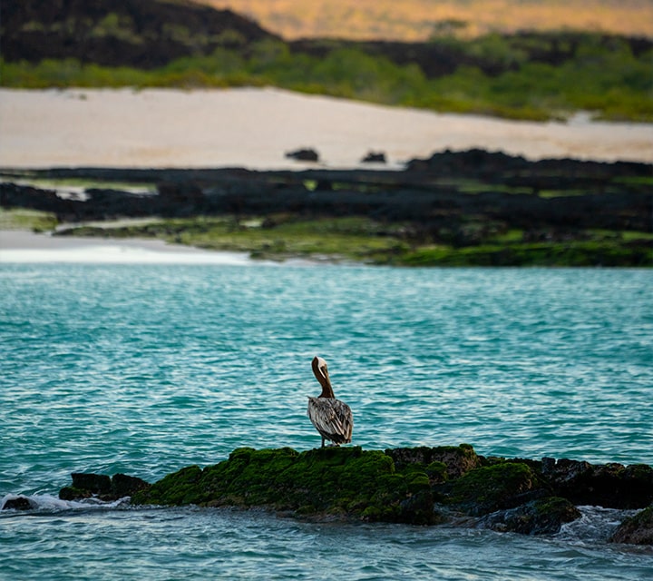 Galapagos Brown Pelican