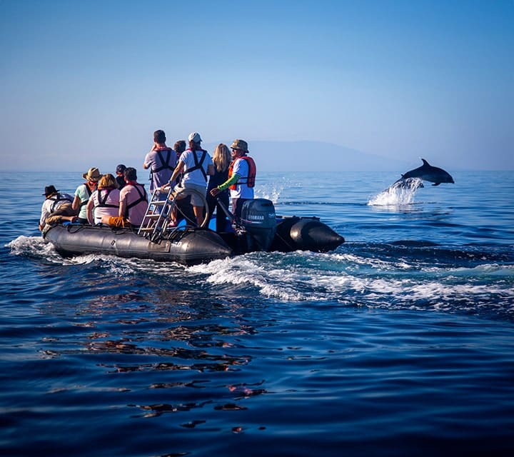 dolphins jumping out of water in the Galapagos