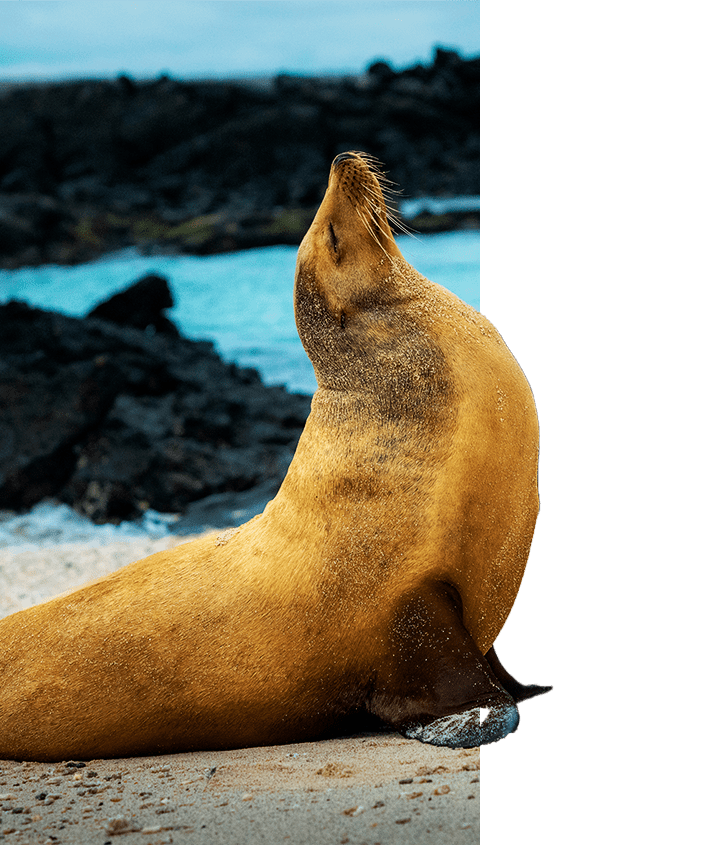 Galapagos Sea Lion on a cruise with Quasar