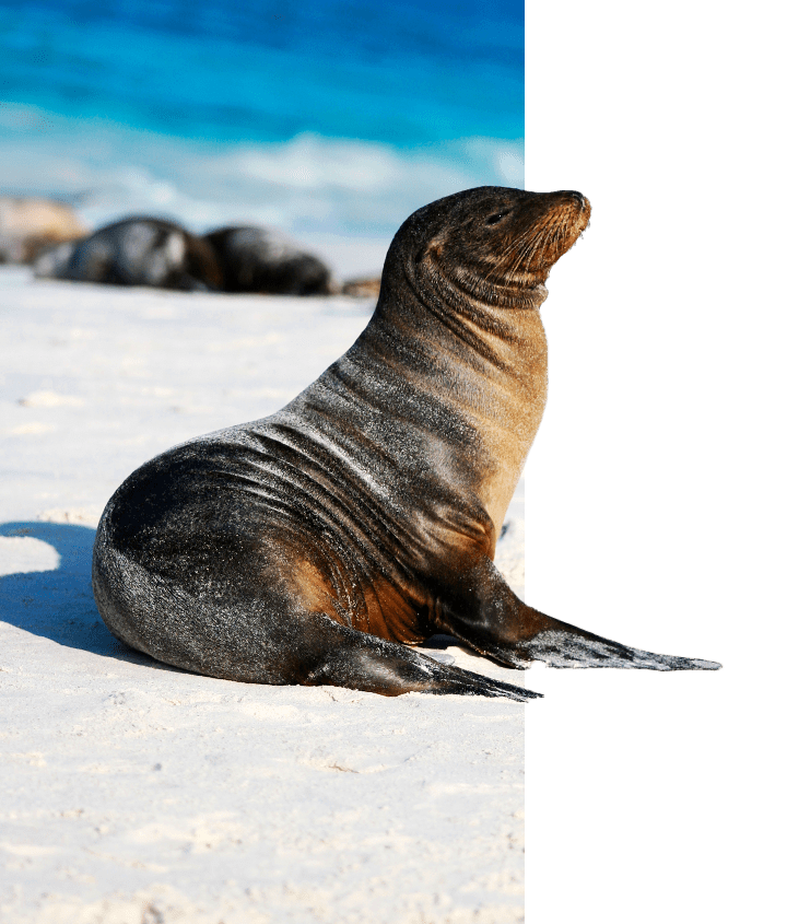 Galapagos Sea Lion on a beach