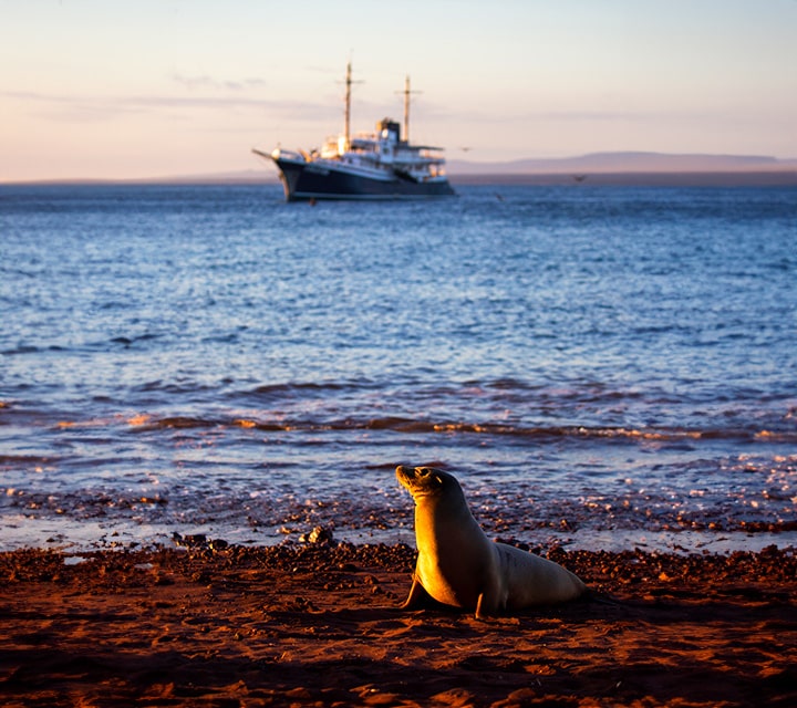 Galapagos Sea Lion with Evolution yacht sunset