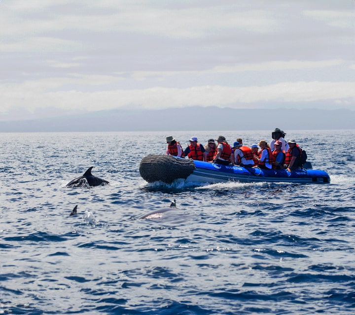 Panga rides with dolphins in Galapagos