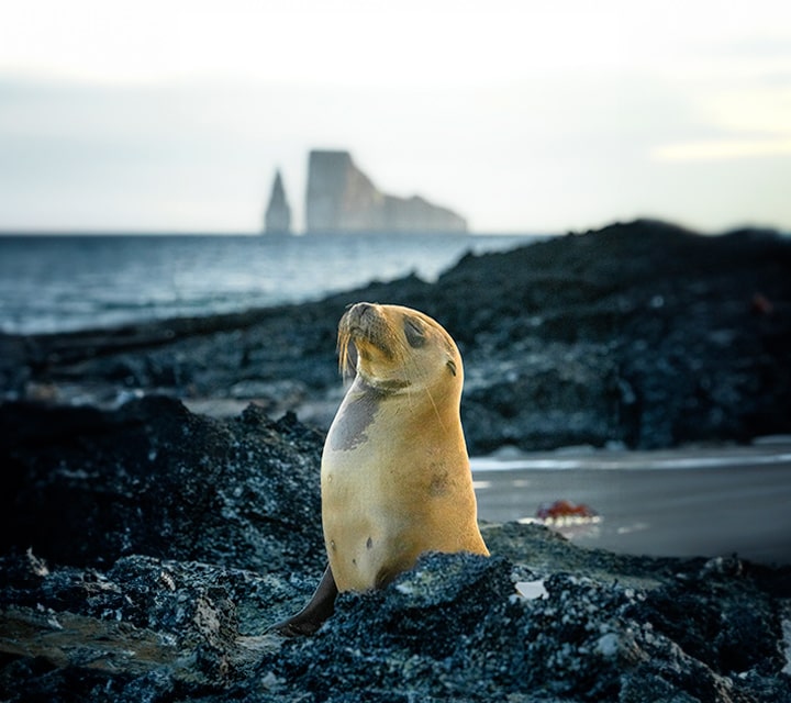 Galapagos Sea Lion in front of Kicker Rock
