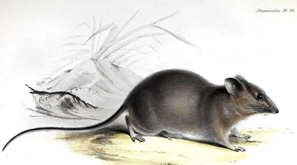 Galapagos Small Fernandina Rice Rat