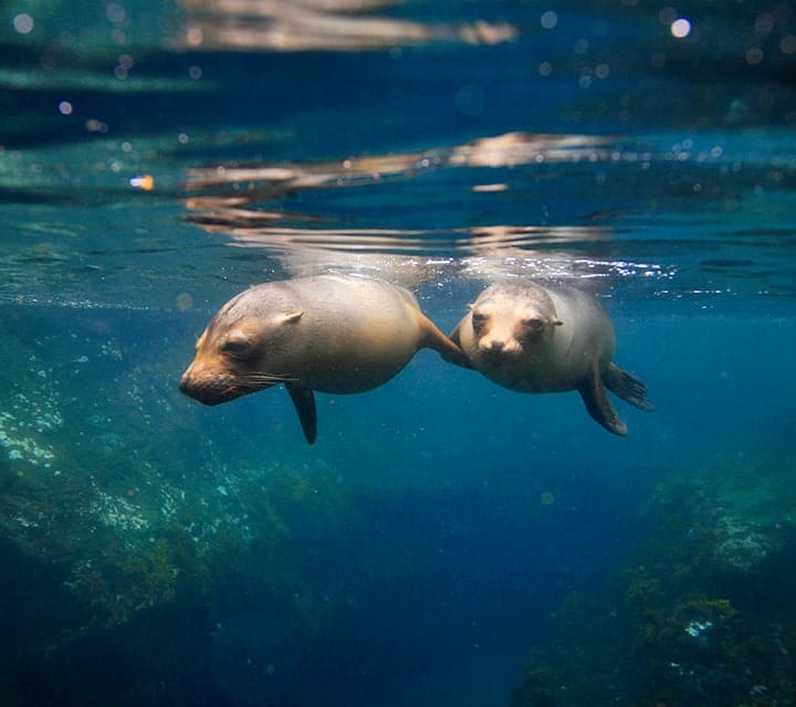 snorkeling with sea lions
