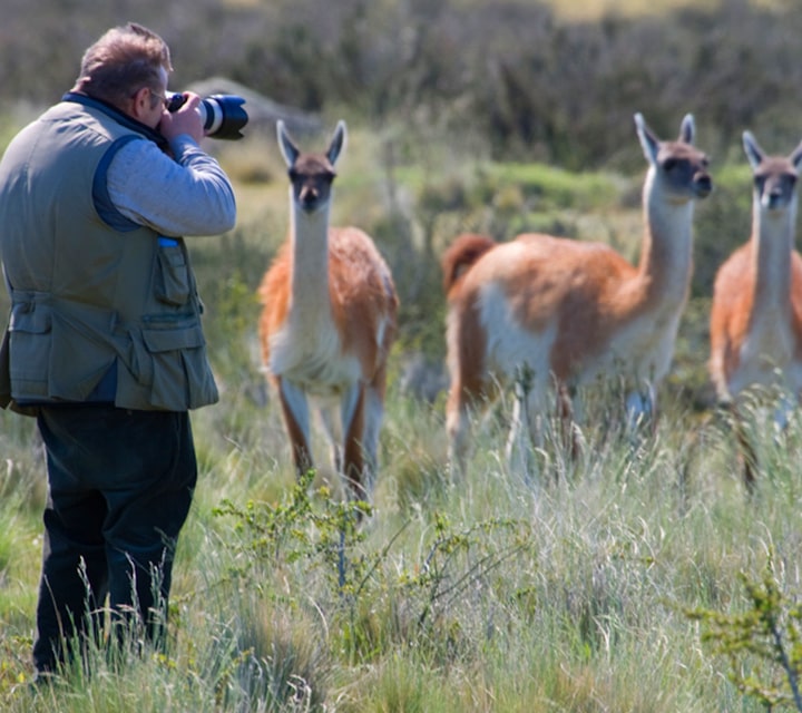 Wildlife photography tours in Patagonia