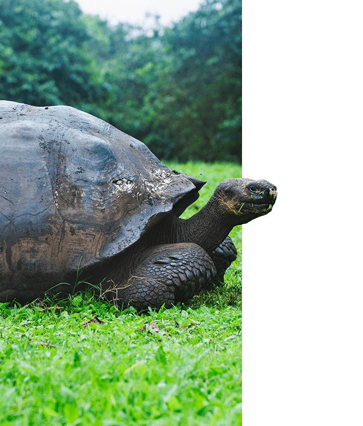 Galapagos Giant Tortoise Galapagos Giant Tortoise