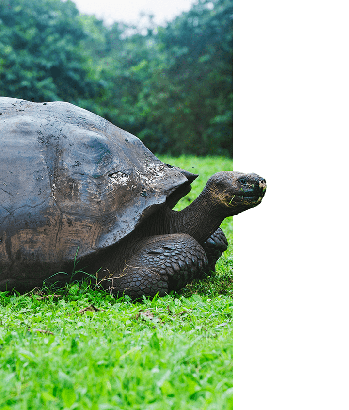 Galapagos Giant Tortoise