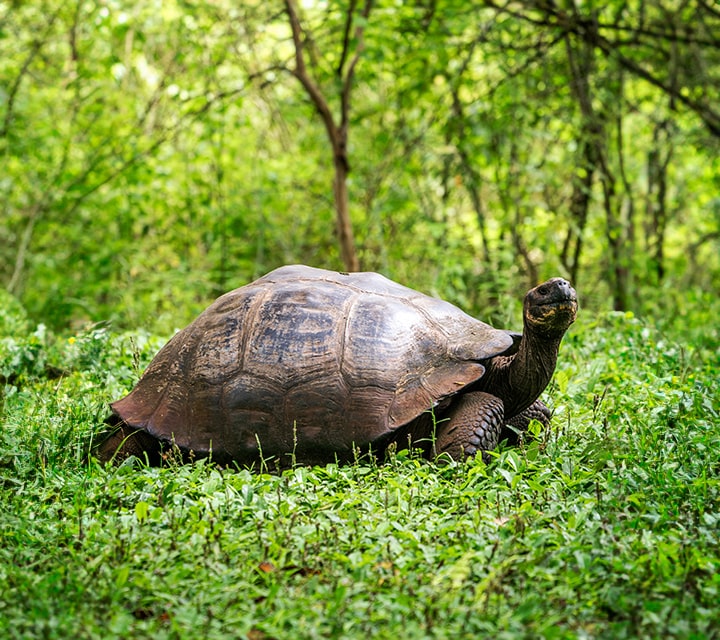 Navigating the Wonders of the Galapagos Giant Tortoise Habitat - Evolution and Adaptations of the Galapagos Giant Tortoise