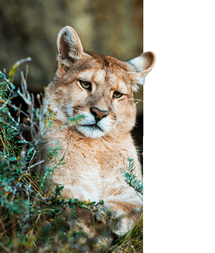 Puma in Patagonia in March