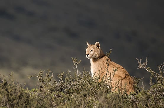 Puma tracking tour terms & conditions