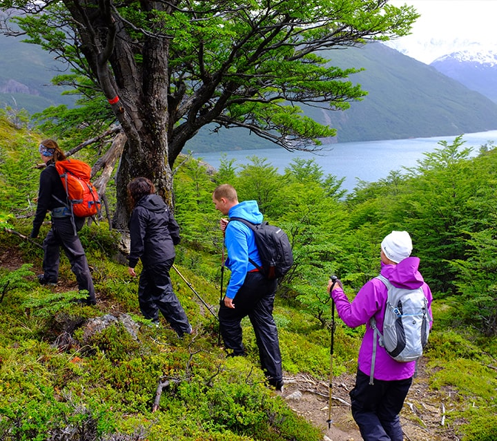 Torres del Paine National Park Reforested