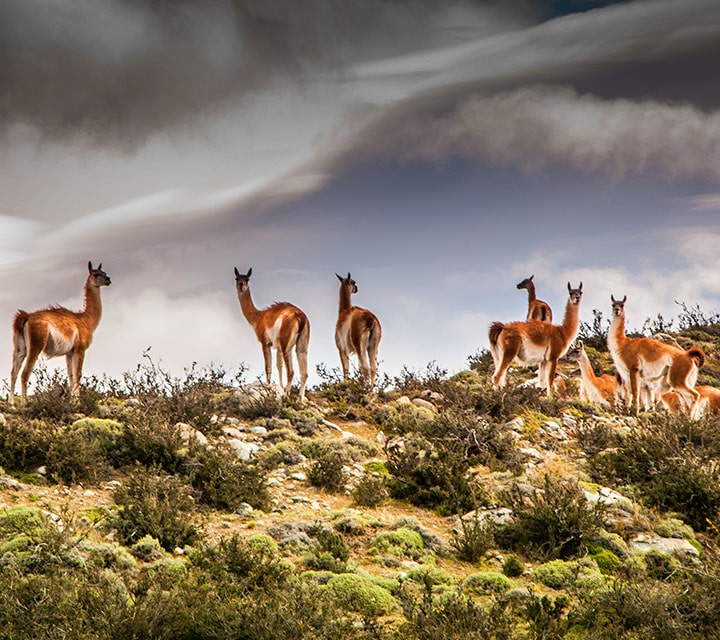 April in Patagonia with Guanacos