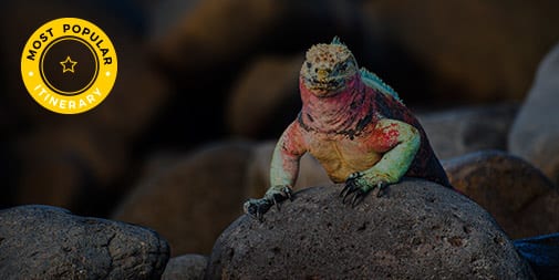 Marine Iguana, part of 15-Day Following Darwin's Trail Itinerary aboard Grace Yacht