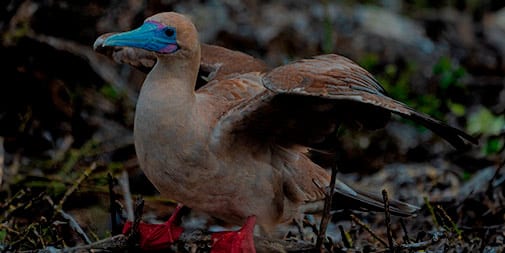 Red-Footed Boobies, part of 8-Day In the Steps of Pirates & Darwin Itinerary aboard Evolution Yacht