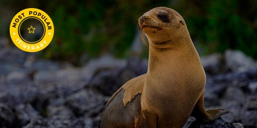 Galapagos Sea Lions, part of 15-Day Darwin's Legacy Itinerary aboard Evolution Yacht